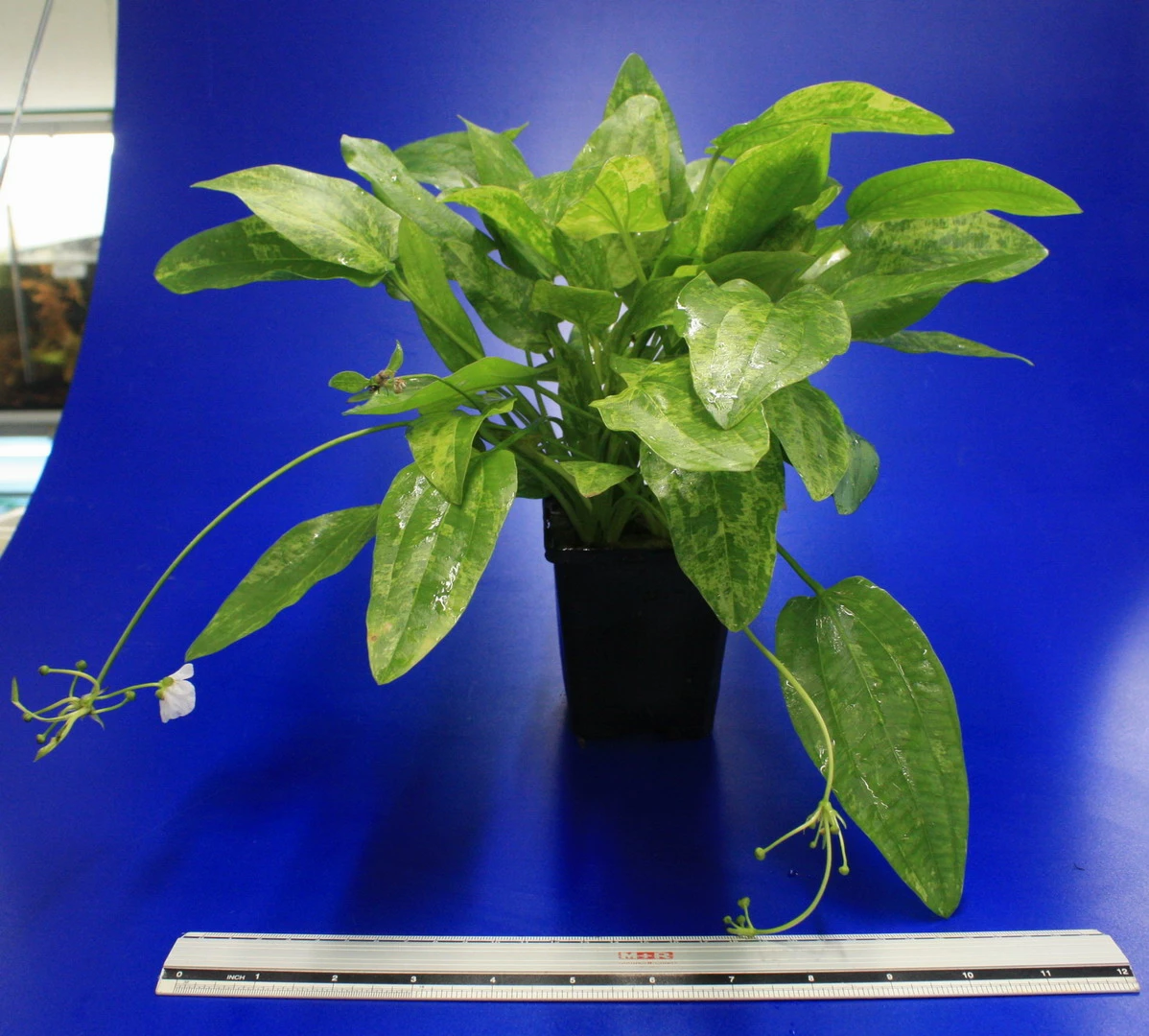 MUTTERPFLANZE Echinodorus Cordifolius 'Tropica Marble Queen' 4 MUTTERPFLANZE Echinodorus Cordifolius 'Tropica Marble Queen' – Bild 2