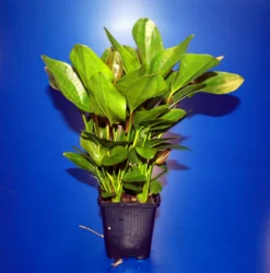 MUTTERPFLANZE Rötlicher Froschlöffel Harbig / Echinodorus Harbich Rot