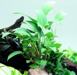 Dreieckiges Speerblatt / Anubias Gracilis