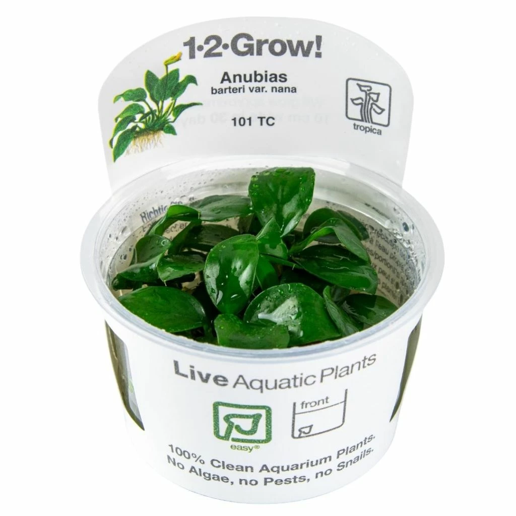 1-2-GROW! Zwergspeerblatt / Anubias Barteri Nana 3 1-2-GROW! Zwergspeerblatt / Anubias Barteri Nana