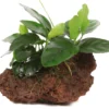 Kleiner Lavastein Mit Zwergspeerblatt / Anubias Nana Auf Lavastein - Gr. S