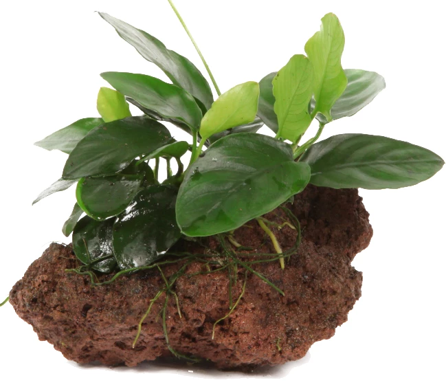 Kleiner Lavastein Mit Zwergspeerblatt / Anubias Nana Auf Lavastein - Gr. S 3 Kleiner Lavastein Mit Zwergspeerblatt / Anubias Nana Auf Lavastein - Gr. S