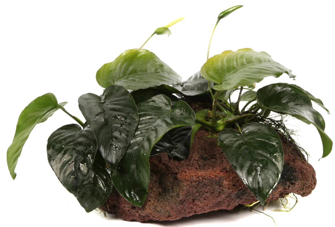 Lavastein Mit Großer Anubias / Anubias Barteri Auf Lavastein - Gr. XL 3 Lavastein Mit Großer Anubias / Anubias Barteri Auf Lavastein - Gr. XL