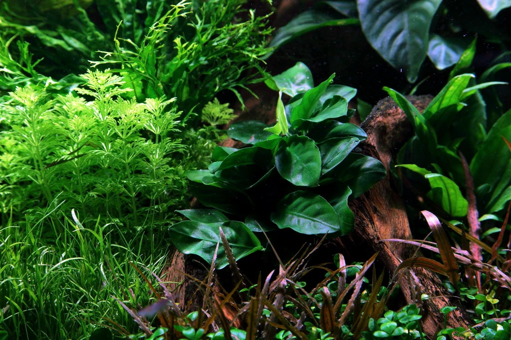 Lavastein Mit Großer Anubias / Anubias Barteri Auf Lavastein - Gr. XL 4 Lavastein Mit Großer Anubias / Anubias Barteri Auf Lavastein - Gr. XL – Bild 2