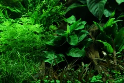 Wurzel+Saugnapf Mit Zwergspeerblatt / Anubias Nana Auf Wurzel+Sauger