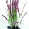 Japanisches Blutgras "Red Baron" / Imperata Cylindrica "Red Baron" Im 9 Cm Topf 1 Japanisches Blutgras "Red Baron" / Imperata Cylindrica "Red Baron" Im 9 Cm Topf -Hobby || DENNERLE || Flamingo Verkäufe 10320Mo 1 1