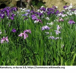 Japanische Sumpf-Schwertlilie / Iris Ensata Im 9x9 Cm Topf