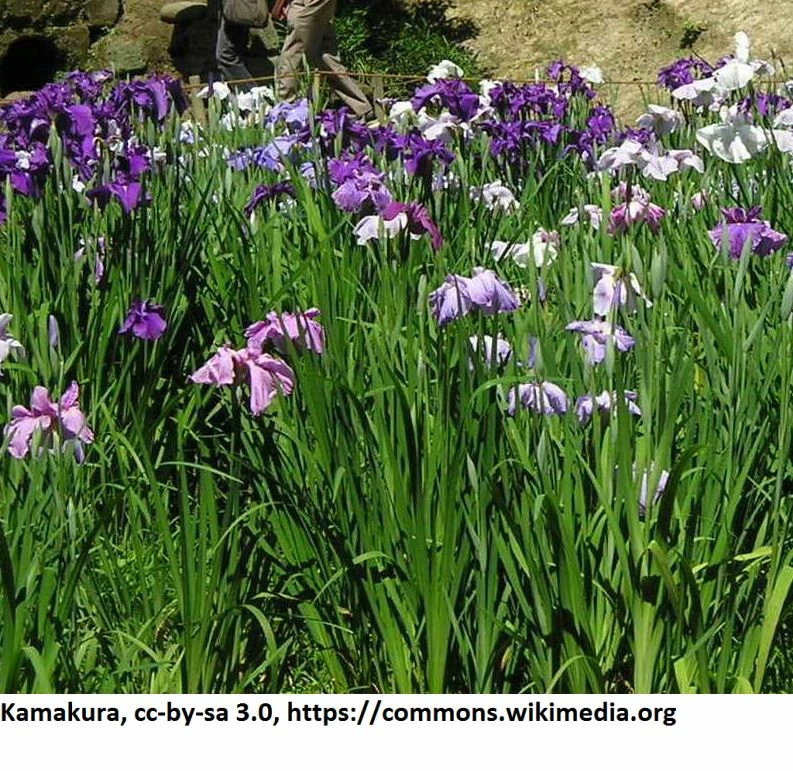 Japanische Sumpf-Schwertlilie / Iris Ensata Im 9x9 Cm Topf 3 Japanische Sumpf-Schwertlilie / Iris Ensata Im 9x9 Cm Topf