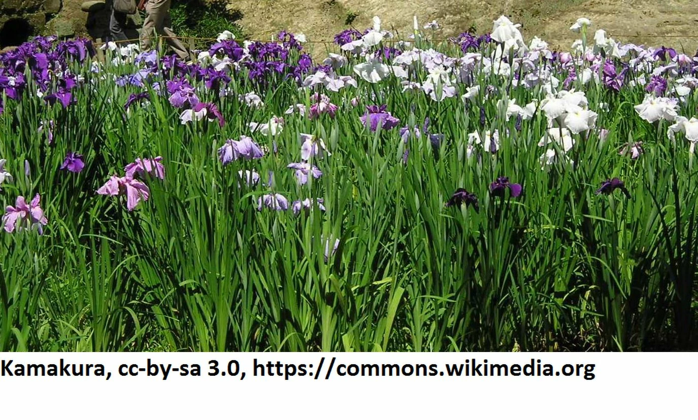 Japanische Sumpf-Schwertlilie / Iris Ensata Im 9x9 Cm Topf 4 Japanische Sumpf-Schwertlilie / Iris Ensata Im 9x9 Cm Topf – Bild 2