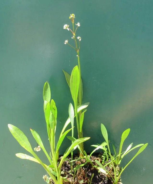 Grasblättriges Pfeilkraut, Weiß / Sagittaria Graminea Im 9x9 Cm Topf 3 Grasblättriges Pfeilkraut, Weiß / Sagittaria Graminea Im 9x9 Cm Topf