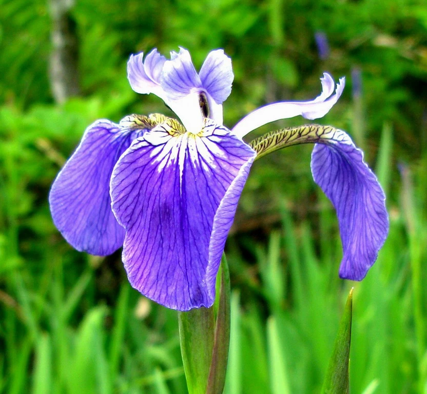 Alaska-Sumpfschwertlilie / Iris Setosa Im 9x9 Cm Topf 3 Alaska-Sumpfschwertlilie / Iris Setosa Im 9x9 Cm Topf