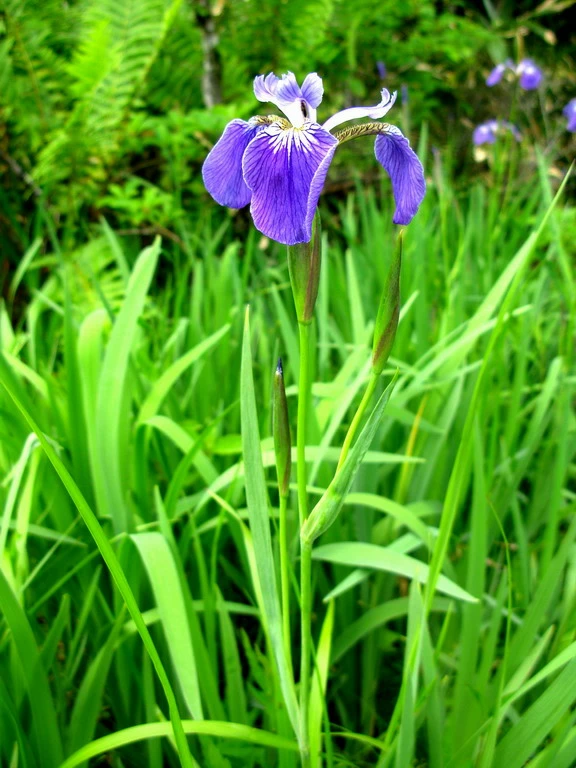 Alaska-Sumpfschwertlilie / Iris Setosa Im 9x9 Cm Topf 4 Alaska-Sumpfschwertlilie / Iris Setosa Im 9x9 Cm Topf – Bild 2