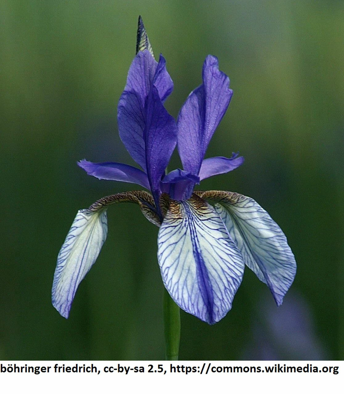 Sibirische Blaue Sumpfschwertlilie / Iris Sibirica 'Blau' Im 9x9 Cm Topf 3 Sibirische Blaue Sumpfschwertlilie / Iris Sibirica 'Blau' Im 9x9 Cm Topf