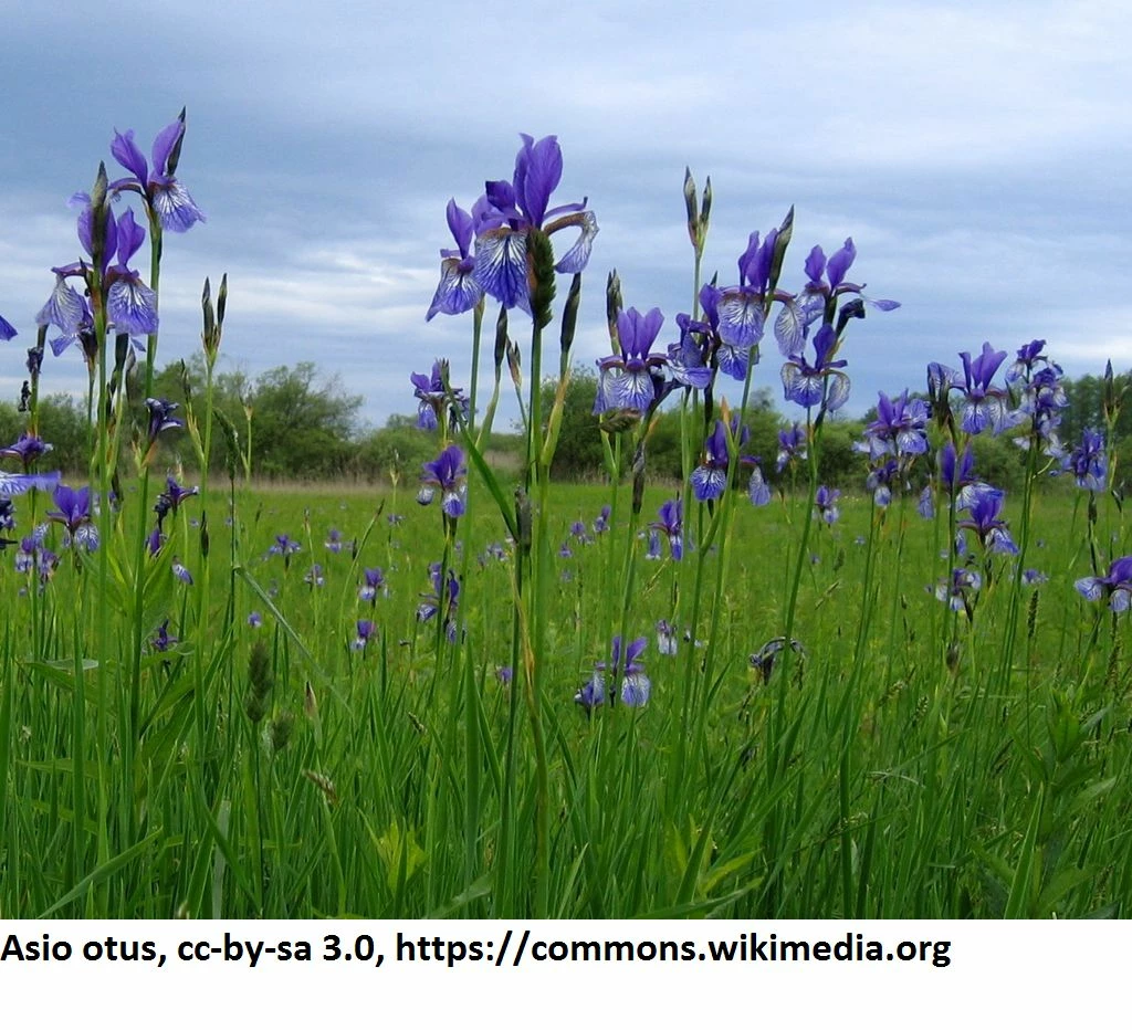 Sibirische Blaue Sumpfschwertlilie / Iris Sibirica 'Blau' Im 9x9 Cm Topf 4 Sibirische Blaue Sumpfschwertlilie / Iris Sibirica 'Blau' Im 9x9 Cm Topf – Bild 2