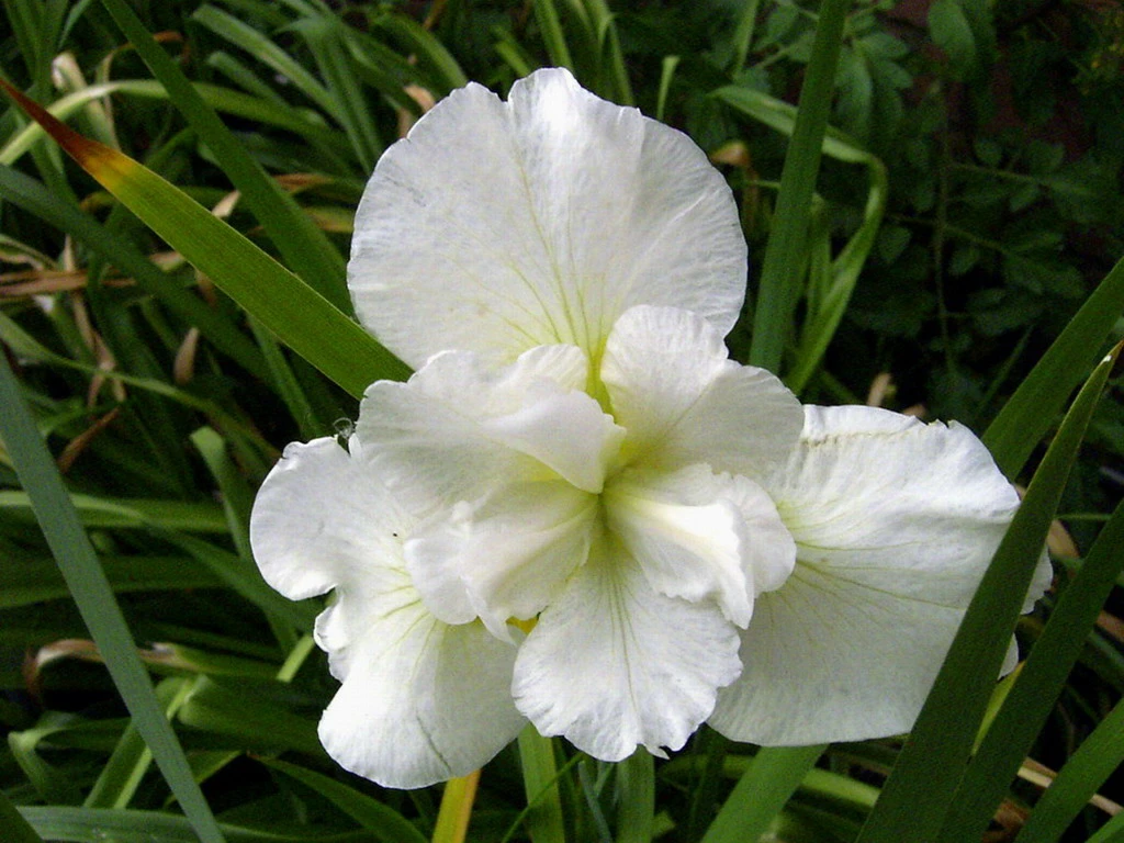 Schneekönigin Sumpfschwertlilie / Iris Sibirica Snowqueen Im 9x9 Cm Topf 3 Schneekönigin Sumpfschwertlilie / Iris Sibirica Snowqueen Im 9x9 Cm Topf