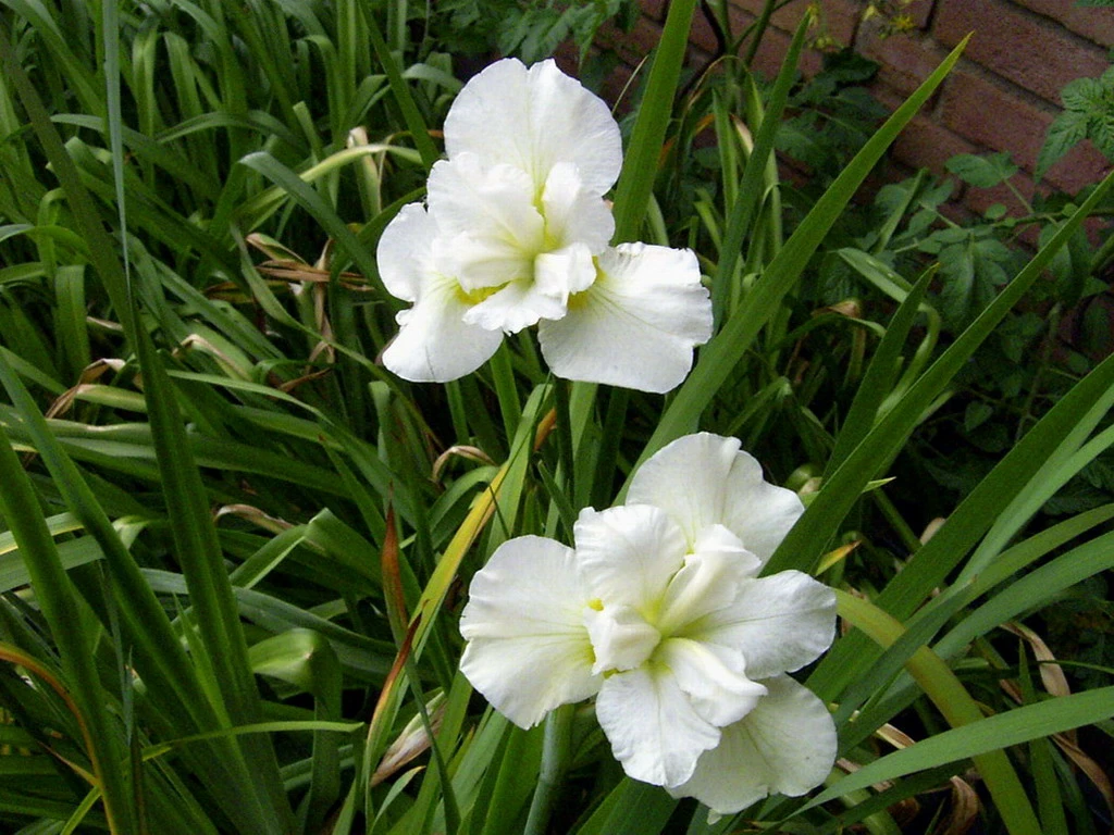 Schneekönigin Sumpfschwertlilie / Iris Sibirica Snowqueen Im 9x9 Cm Topf 4 Schneekönigin Sumpfschwertlilie / Iris Sibirica Snowqueen Im 9x9 Cm Topf – Bild 2