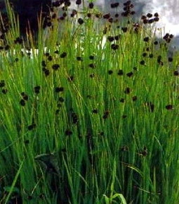 Zwergbinse - Kleine Binse / Juncus Ensifolius Im 9x9 Cm Topf 3 Zwergbinse - Kleine Binse / Juncus Ensifolius Im 9x9 Cm Topf