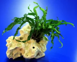 Lochstein Gr. S Mit Javafarn / Microsorum Pteropus Narrow Auf Künstlichem Mondstein