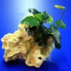 Lochstein Gr. S Mit Speerblatt / Anubias Nana Auf Künstlichem Mondstein -Hobby || DENNERLE || Flamingo Verkäufe 104835 3wf 1 2