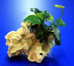 Lochstein Gr. S Mit Speerblatt / Anubias Nana Auf Künstlichem Mondstein