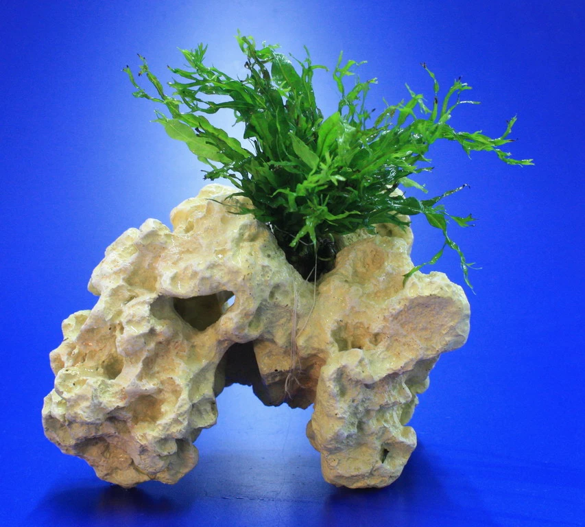 Lochstein Gr. M Mit Windelov Javafarn / Microsorum Windelov Auf Künstlichem Mondstein 3 Lochstein Gr. M Mit Windelov Javafarn / Microsorum Windelov Auf Künstlichem Mondstein