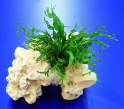 Lochstein Gr. M Mit Windelov Javafarn / Microsorum Windelov Auf Künstlichem Mondstein 5 Lochstein Gr. M Mit Windelov Javafarn / Microsorum Windelov Auf Künstlichem Mondstein -Hobby || DENNERLE || Flamingo Verkäufe 104842 1wf 1 4