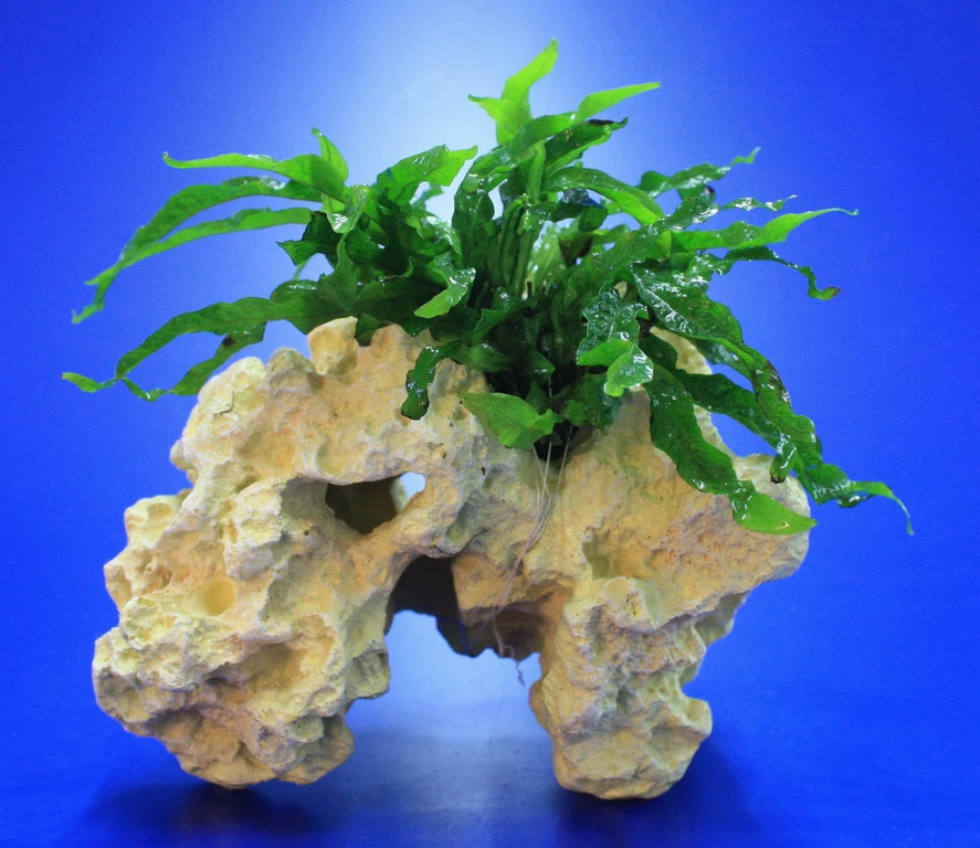 Lochstein Gr. M Mit Javafarn / Microsorum Pteropus Narrow Auf Künstlichem Mondstein 3 Lochstein Gr. M Mit Javafarn / Microsorum Pteropus Narrow Auf Künstlichem Mondstein