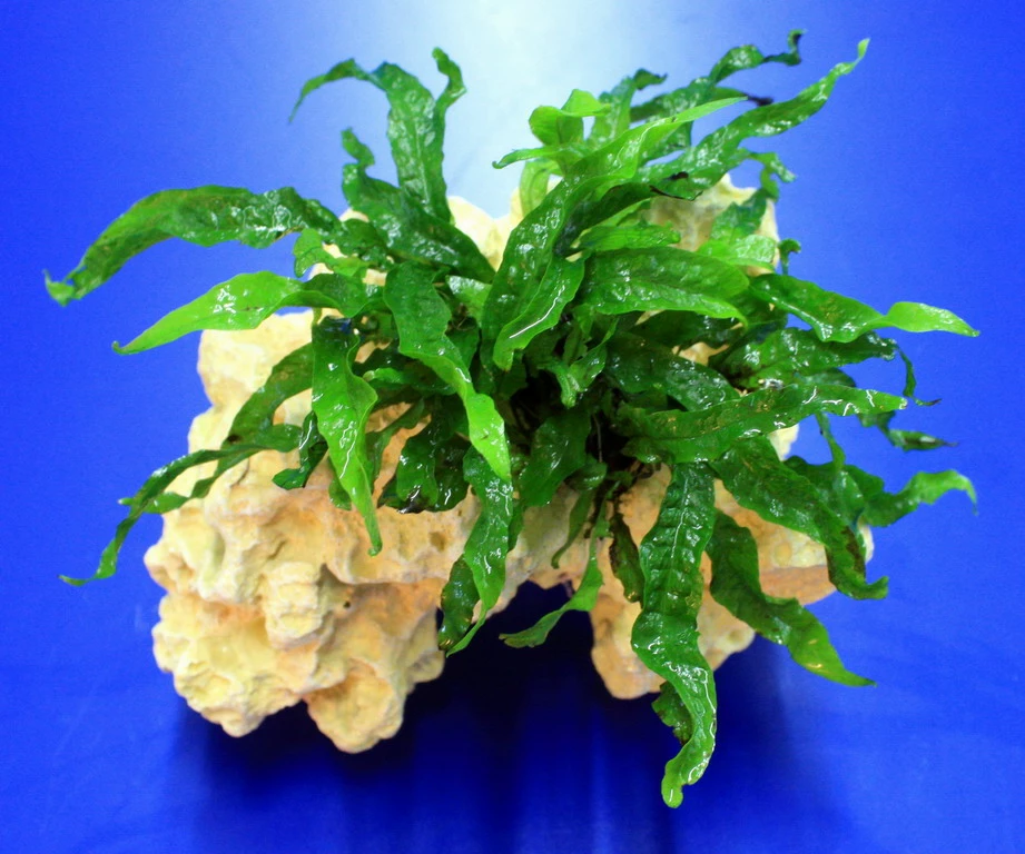 Lochstein Gr. M Mit Javafarn / Microsorum Pteropus Narrow Auf Künstlichem Mondstein 4 Lochstein Gr. M Mit Javafarn / Microsorum Pteropus Narrow Auf Künstlichem Mondstein – Bild 2