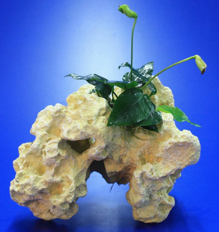 Lochstein Gr. M Mit Speerblatt / Anubias Nana Auf Künstlichem Mondstein 3 Lochstein Gr. M Mit Speerblatt / Anubias Nana Auf Künstlichem Mondstein