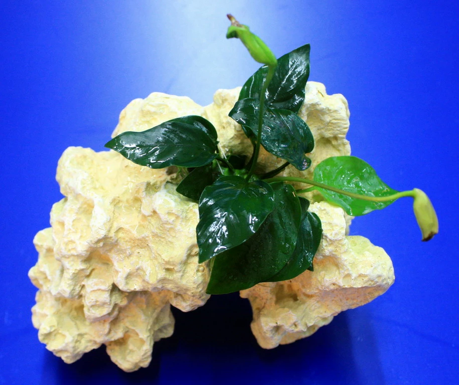 Lochstein Gr. M Mit Speerblatt / Anubias Nana Auf Künstlichem Mondstein 4 Lochstein Gr. M Mit Speerblatt / Anubias Nana Auf Künstlichem Mondstein – Bild 2