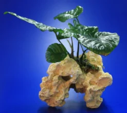 Lochstein Gr. M Mit Großer Anubias / Anubias Barteri Auf Künstlichem Mondstein