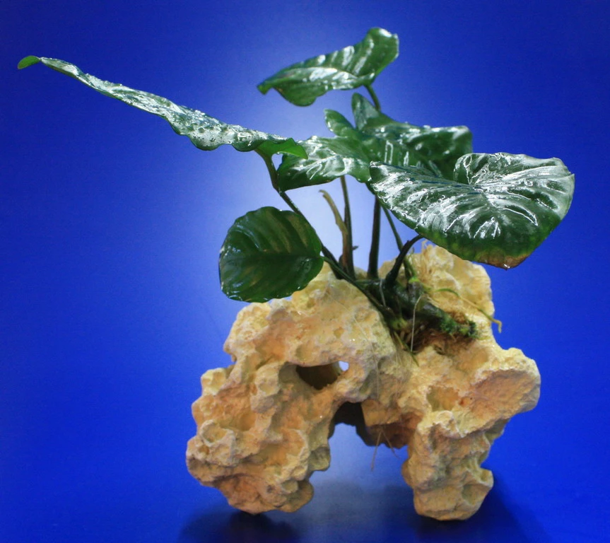 Lochstein Gr. M Mit Großer Anubias / Anubias Barteri Auf Künstlichem Mondstein 3 Lochstein Gr. M Mit Großer Anubias / Anubias Barteri Auf Künstlichem Mondstein