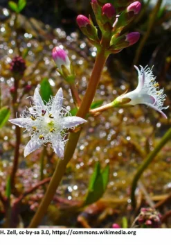 Fieberklee Oder Bitterklee / Menyanthes Trifiolata - Trifoliata Im 9x9 Cm Topf -Hobby || DENNERLE || Flamingo Verkäufe 1069AA 1 2
