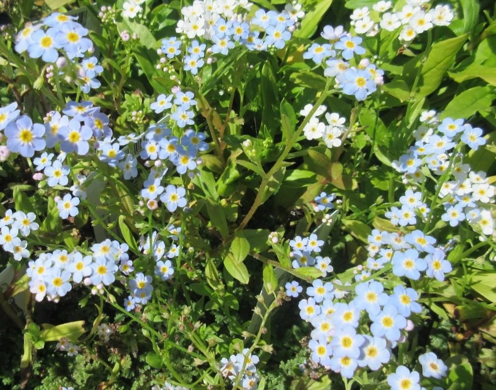 Sumpfvergißmeinnicht / Myosotis Palustris Im 9x9 Cm Topf 3 Sumpfvergißmeinnicht / Myosotis Palustris Im 9x9 Cm Topf