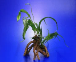 Javafarn-Mangrovenwurzel Mit Höhle / Mangrovenbaum Mit Microsorum Pteropus