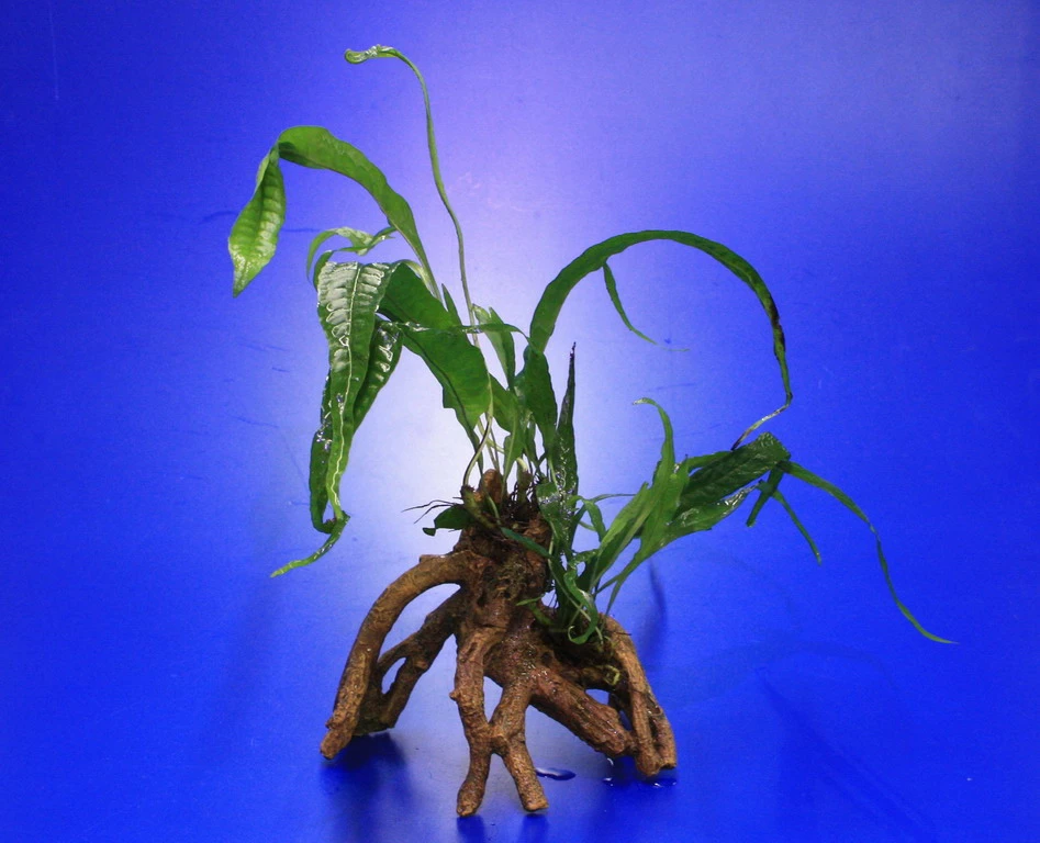 Javafarn-Mangrovenwurzel Mit Höhle / Mangrovenbaum Mit Microsorum Pteropus 3 Javafarn-Mangrovenwurzel Mit Höhle / Mangrovenbaum Mit Microsorum Pteropus