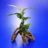 Verschiedenblättriges Speerblatt-Mangrovenwurzel Mit Höhle / Mangrovenbaum Mit Anubias Heterophylla -Hobby || DENNERLE || Flamingo Verkäufe 107638 4wf 1 1