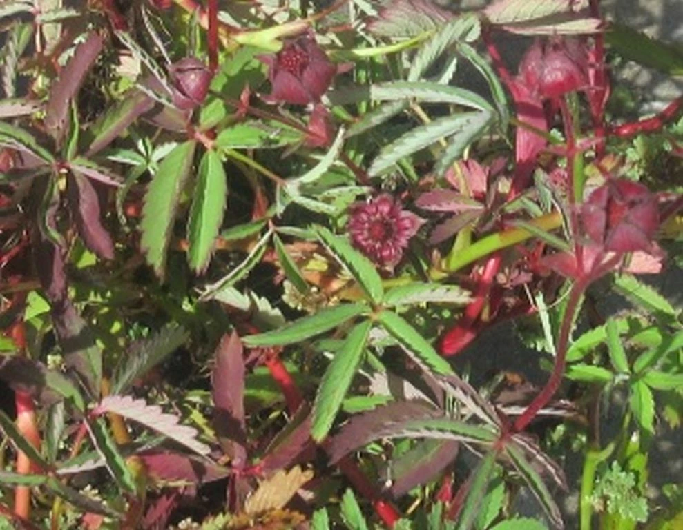 Sumpf-Blutauge, Fingerkraut / Potentilla Palustris Im 9x9 Cm Topf 4 Sumpf-Blutauge, Fingerkraut / Potentilla Palustris Im 9x9 Cm Topf – Bild 2