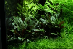 Lavastein Mit Petchs Wasserkelch / Cryptocoryne ''petchii'' Auf Lavastein -Hobby || DENNERLE || Flamingo Verkäufe 108aYLS T 1 6