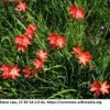Rote Sumpfgladiole / Schizostyles Coccinea 'Major' Im 9x9 Cm Topf -Hobby || DENNERLE || Flamingo Verkäufe 1095AA 1 1