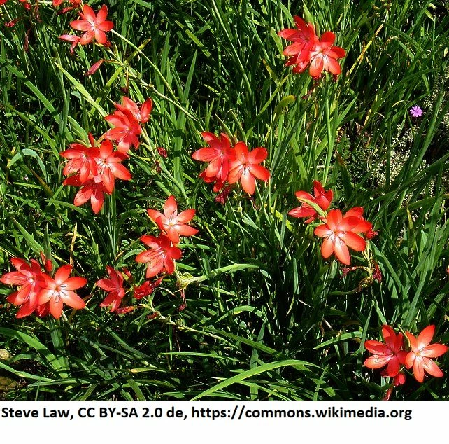Rote Sumpfgladiole / Schizostyles Coccinea 'Major' Im 9x9 Cm Topf 3 Rote Sumpfgladiole / Schizostyles Coccinea 'Major' Im 9x9 Cm Topf