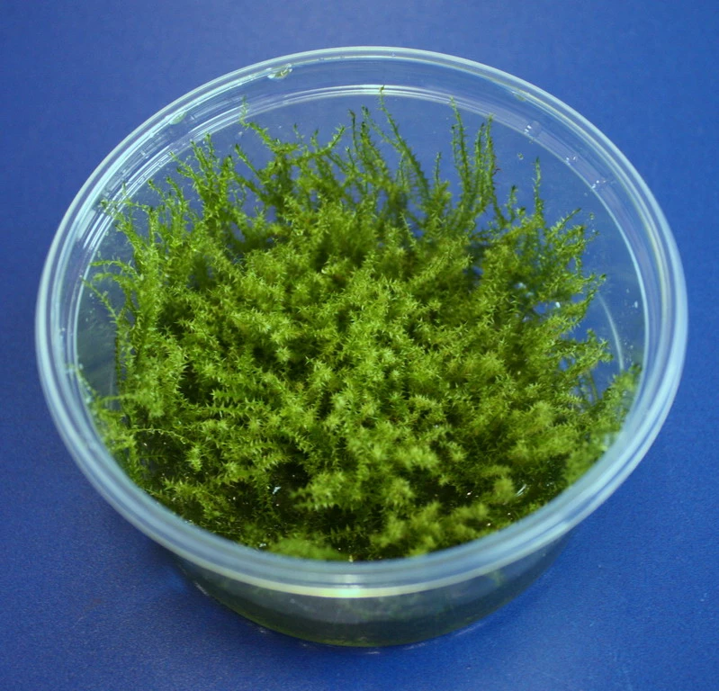 XL In-Vitro Sternmoos - Star Moss / Hyophila Involuta - Tortula Ruralis Im Großem 8 Cm Moos Cup 3 XL In-Vitro Sternmoos - Star Moss / Hyophila Involuta - Tortula Ruralis Im Großem 8 Cm Moos Cup