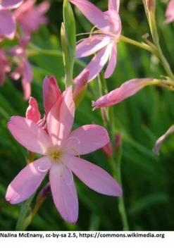 Rosa Sumpfgladiole / Schizostylis Coccinea 'Mrs Hegarty' Im 9x9 Cm Topf