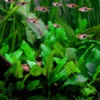 1-2-GROW! Grüner Wasserkelch / Cryptocoryne Wendtii "green" -Hobby || DENNERLE || Flamingo Verkäufe 109TC T 1 1