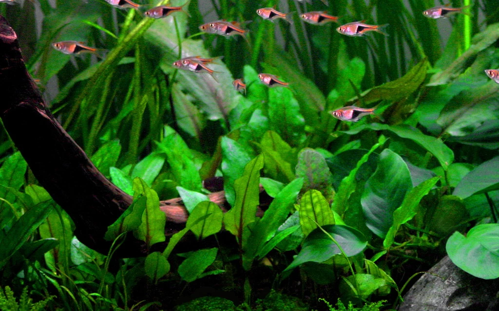 1-2-GROW! Grüner Wasserkelch / Cryptocoryne Wendtii "green" 3 1-2-GROW! Grüner Wasserkelch / Cryptocoryne Wendtii "green"