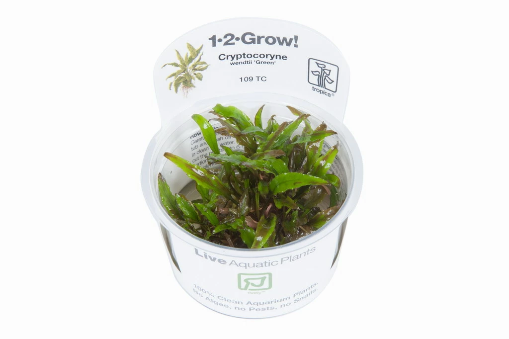 1-2-GROW! Grüner Wasserkelch / Cryptocoryne Wendtii "green" 4 1-2-GROW! Grüner Wasserkelch / Cryptocoryne Wendtii "green" – Bild 2