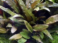 MUTTERPFLANZE Cryptocoryne Wendtii TROPICA