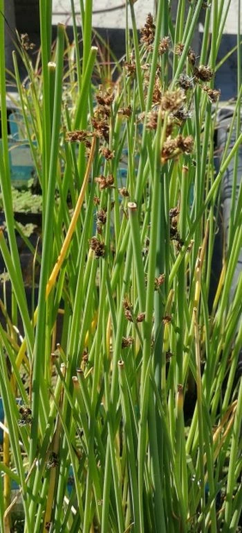 Weiß-gestreifte- Seesimse / Scirpus Lacustris 'Albescens' (Schoenoplectus) Im 9x9 Cm Topf 3 Weiß-gestreifte- Seesimse / Scirpus Lacustris 'Albescens' (Schoenoplectus) Im 9x9 Cm Topf