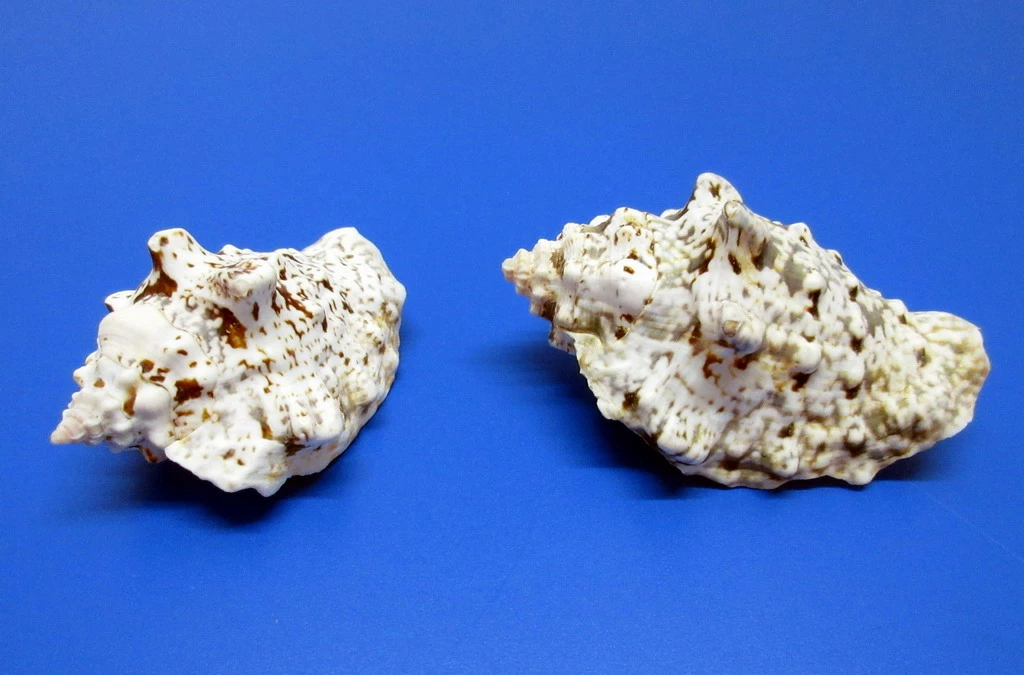 Vasenschnecke - Schneckenhaus - Ca. 7-8 Cm - Unikat 3 Vasenschnecke - Schneckenhaus - Ca. 7-8 Cm - Unikat