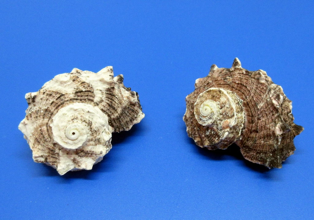 Rosa Radschnecke - Schneckenhaus - Ca. 5-6 Cm - Unikat 3 Rosa Radschnecke - Schneckenhaus - Ca. 5-6 Cm - Unikat